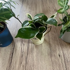 値下げしました‼️観葉植物4点セット🪴の画像