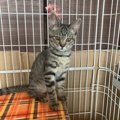子猫　2ヶ月　メス - 夕張郡