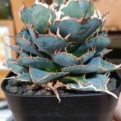 決まりました◆　　　　　　　　　　　　　　　　　　　　　　　　　　　　　　　　　　　　　　　　　　　　　　　　　　　　　　　　　　　　　　　　　　　　　　　　　　　　　　　　　　　　　　　　　　　　　　　　　　　　　　　　　　　【アガベ】チタノタ 　ノーネーム　プレステラ90深鉢【観葉植物】②の画像