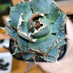 決まりました◆　　　　　　　　　　　　　　　　　　　　　　　　　　　　　　　　　　　　　　　　　　　　　　　　　　　　　　　　　　　　　　　　　　　　　　　　　　　　　　　　　　　　　　　　　　　　　　　　　　　　　　　　　　　【アガベ】チタノタ 　ノーネーム　プレステラ90深鉢【観葉植物】②の画像