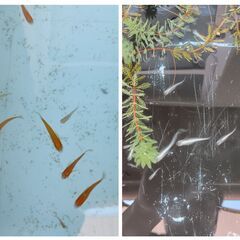 【商談中】メダカ　桶　画像の物全部の画像