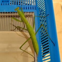 祈虫　カマキリ幼虫の画像
