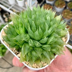 ハオルチア【チャイナドレス】の画像