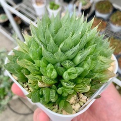 ハオルチア【チャイナドレス】の画像