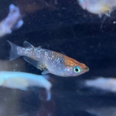 メダカ　ミックス　１３匹の画像