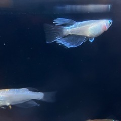 メダカ　ミックス　１３匹の画像