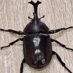北海道産国産カブト　オス単の画像