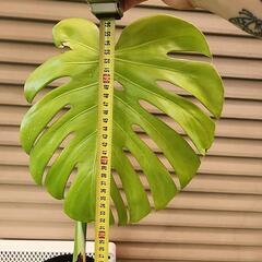 モンステラ　の画像