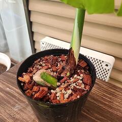 モンステラ　の画像