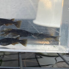 メダカ　オロチ鰭長　稚魚4セット限定の画像