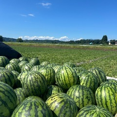 【尾花沢みらい農園】手頃なサイズの美味しい尾花沢スイカ🍉(第7回)の画像