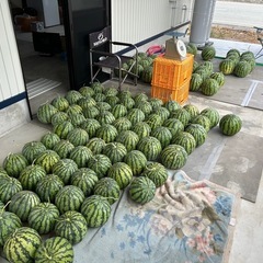 【尾花沢みらい農園】手頃なサイズの美味しい尾花沢スイカ🍉(第7回)の画像