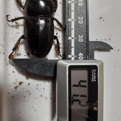 ツシマヒラタペア新成虫　自宅ブリードBペアの画像