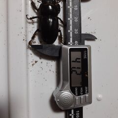 ツシマヒラタペア新成虫　自宅ブリードBペアの画像
