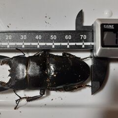 ツシマヒラタペア新成虫　自宅ブリードBペアの画像