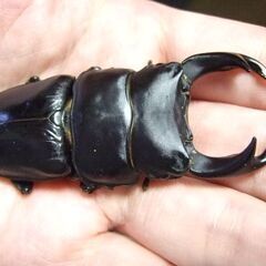 佐賀県産オオクワガタ ♂74.3ミリ ♀48.2ミリ ペアの画像