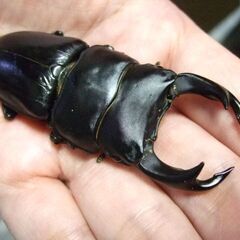 佐賀県産オオクワガタ ♂74.3ミリ ♀48.2ミリ ペアの画像