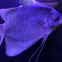 オスフロネームスグラミー約40cmの画像