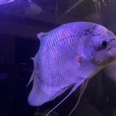 オスフロネームスグラミー約40cmの画像