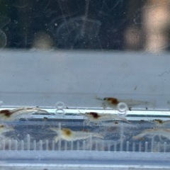 ミナミヌマエビ　稚エビ 20匹 めだか 熱帯魚のお供にの画像