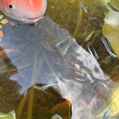 〈夏休みの宿題に！〉メダカの卵10個の画像