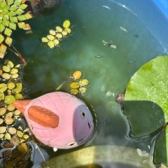 〈夏休みの宿題に！〉メダカの卵10個の画像