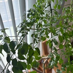 元気なステレオスペルマム　観葉植物の画像