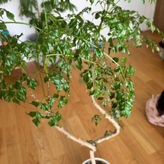 元気なステレオスペルマム　観葉植物の画像