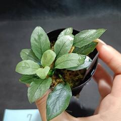 【水槽関連】アヌビアス　ジェイド⑦の画像