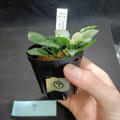 【水槽関連】アヌビアス　ジェイド⑦の画像