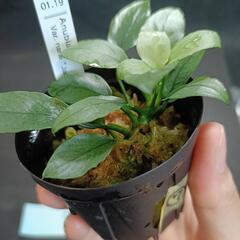 【水槽関連】アヌビアス　ジェイド⑦の画像
