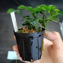【水槽関連】アヌビアス　ペッチー⑦の画像