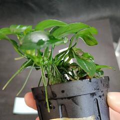 【水槽関連】アヌビアス　ペッチー⑦の画像