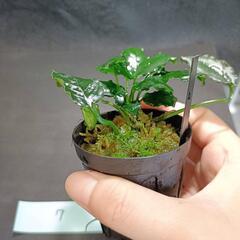 【水槽関連】アヌビアス　キリン⑦の画像