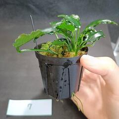 【水槽関連】アヌビアス　キリン⑦の画像