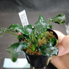 【水槽関連】アヌビアス　キリン⑦の画像