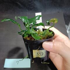 【水槽関連】アヌビアス　キリン⑦の画像
