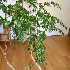 元気なステレオスペルマム　観葉植物の画像