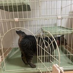猫用　ゲージの画像