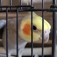 オカメインコの里親決まりました