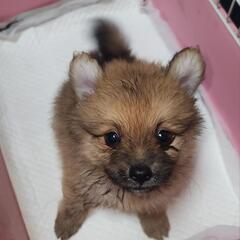 わんちゃんのお世話　の画像