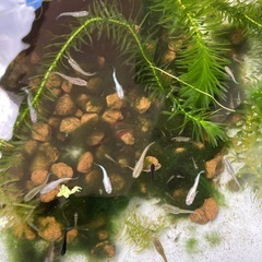 ミックスメダカ若魚8匹+ミナミヌマエビ小さめ10匹の画像