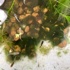 ミックスメダカ若魚8匹+ミナミヌマエビ小さめ10匹の画像