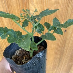 人気！ミニトマト　苗　9月頃たくさん収穫できますよ♪の画像