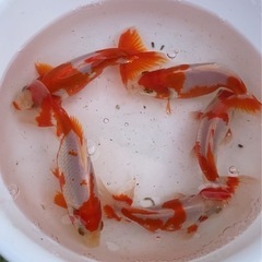 和金 金魚 値下げしました❗️の画像