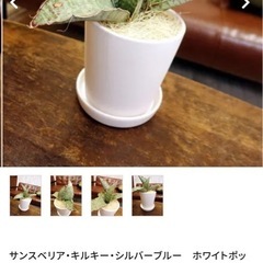 サンセベリアシルバーブルーの画像