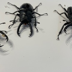 ギラファノコギリクワガタの画像