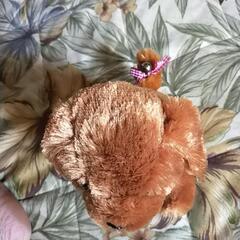 動く❢ぬいぐるみの画像