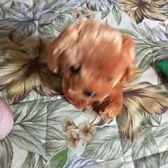 動く❢ぬいぐるみの画像