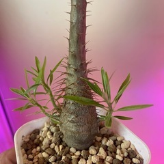 グラキリス　植物の画像